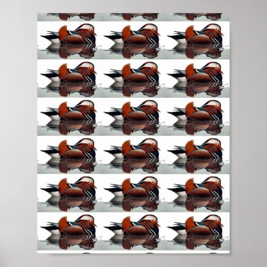 Wood Duck Thunder_Cove Poster (Voorkant)