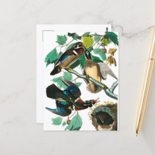 Wood Duck van John James Audubon Briefkaart