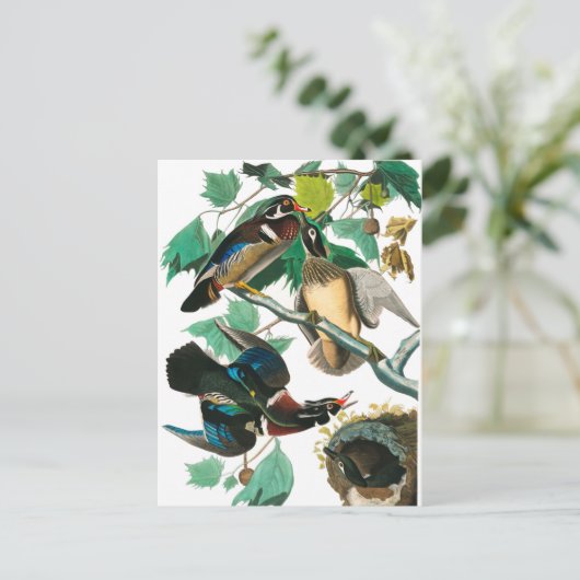 Wood Duck van John James Audubon Briefkaart (Staand voorkant)