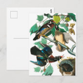Wood Duck van John James Audubon Briefkaart (Voorkant / Achterkant)