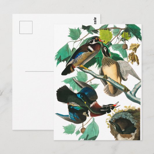 Wood Duck van John James Audubon Briefkaart (Voorkant / Achterkant)