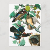 Wood Duck van John James Audubon Briefkaart (Voorkant)