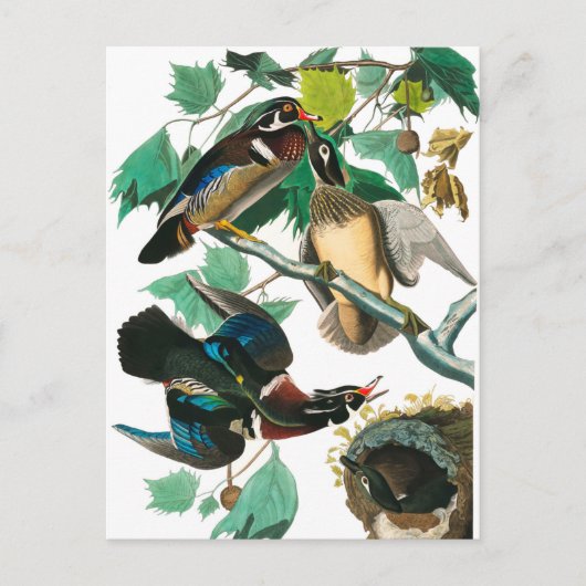 Wood Duck van John James Audubon Briefkaart (Voorkant)