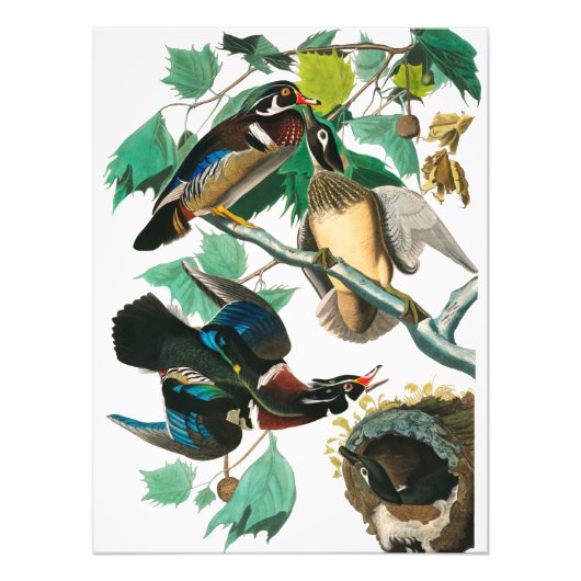 Wood Duck van John James Audubon Foto Afdruk (Voorkant)