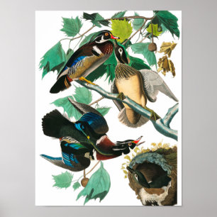 Wood Duck van John James Audubon Poster