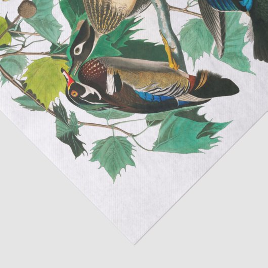 Wood Duck van John James Audubon Tissuepapier (Detail)