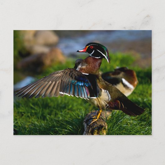 Wood Duck Wing Briefkaart (Voorkant)