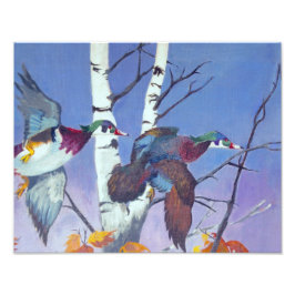 Wood Ducks Flying Foto Afdruk