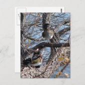 Wood Ducks in a Tree Briefkaart (Voorkant / Achterkant)