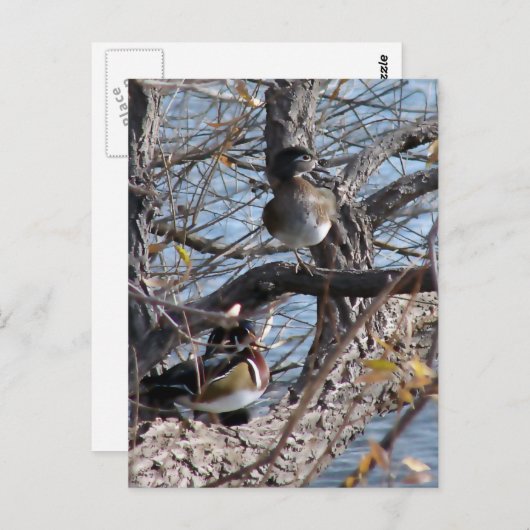 Wood Ducks in a Tree Briefkaart (Voorkant / Achterkant)