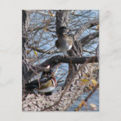 Wood Ducks in a Tree Briefkaart (Voorkant)