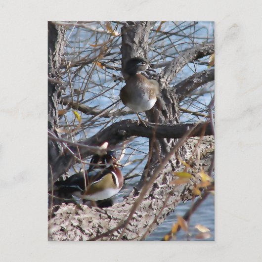 Wood Ducks in a Tree Briefkaart (Voorkant)