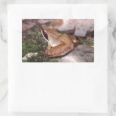 Wood Frog Rechthoekige Sticker (Tas)