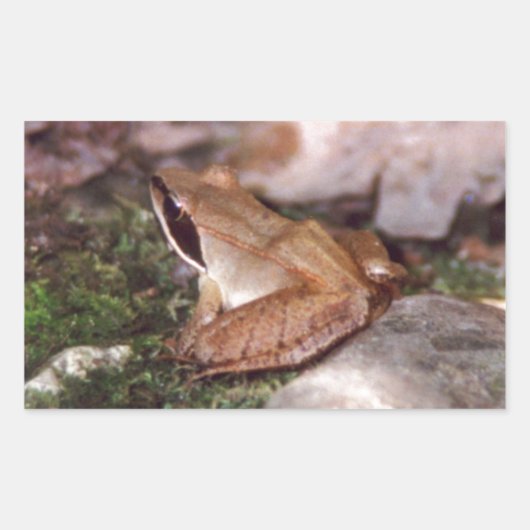 Wood Frog Rechthoekige Sticker (Voorkant)