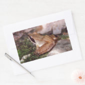 Wood Frog Rechthoekige Sticker (Envelop)