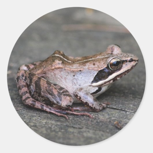 Wood Frog Ronde Sticker (Voorkant)