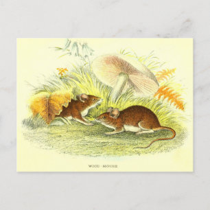  Wood-Mouse Illustratie Briefkaart