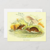  Wood-Mouse Illustratie Briefkaart (Voorkant / Achterkant)