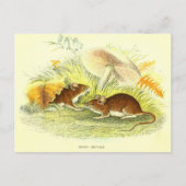  Wood-Mouse Illustratie Briefkaart (Voorkant)