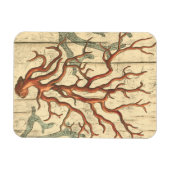 Wood & Small Coral Magneet (Horizontaal)