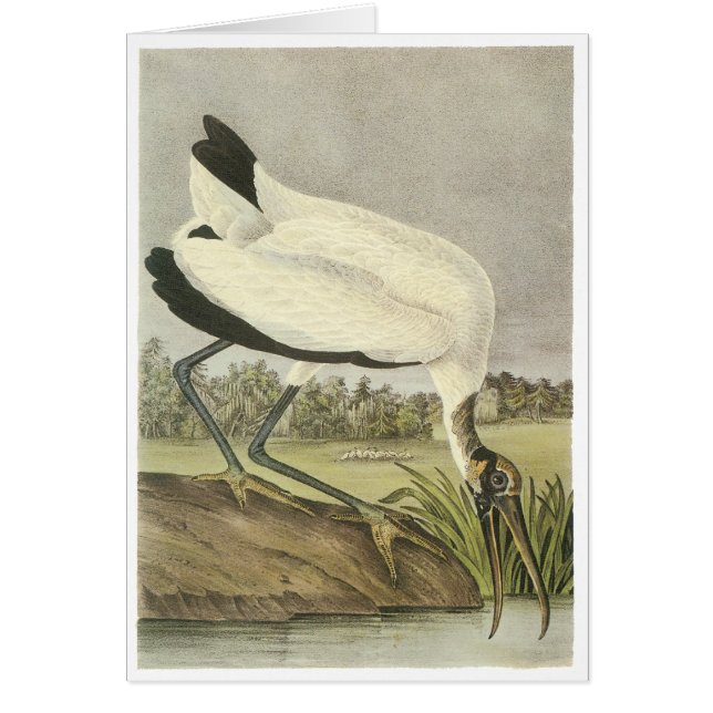 Wood Stork, John Audubon (Voorkant)