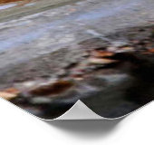 Wood Thrush Poster (Hoek)