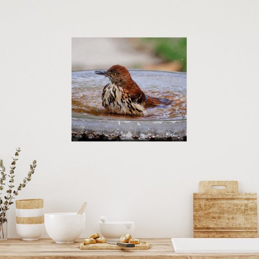 Wood Thrush Poster (Keuken)