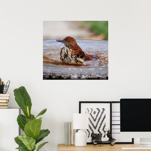 Wood Thrush Poster (Thuiskantoor)