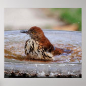 Wood Thrush Poster (Voorkant)