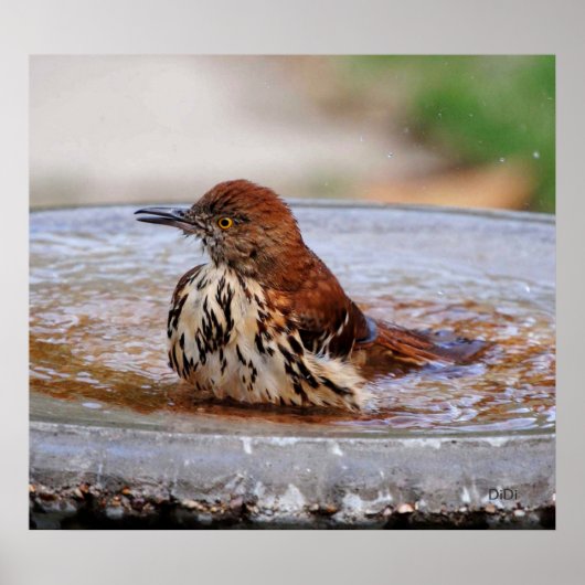 Wood Thrush Poster (Voorkant)