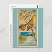 Wood Warbler Briefkaart (Voorkant / Achterkant)