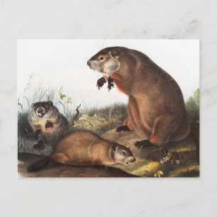 Woodchuck (Arctomys monax) Illustratie Briefkaart
