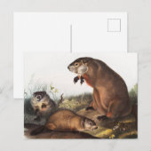 Woodchuck (Arctomys monax) Illustratie Briefkaart (Voorkant / Achterkant)