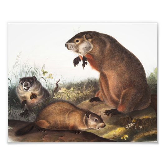Woodchuck (Arctomys monax) Illustratie Foto Afdruk (Voorkant)