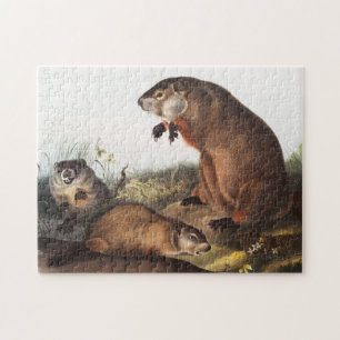 Woodchuck (Arctomys monax) Illustratie Legpuzzel