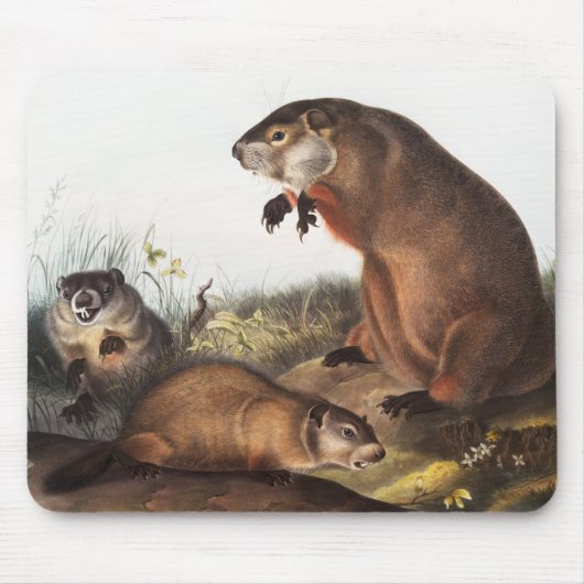 Woodchuck (Arctomys monax) Illustratie Muismat (Voorkant)