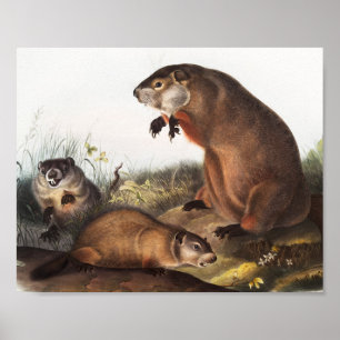Woodchuck (Arctomys monax) Illustratie Poster