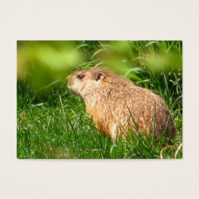 Woodchuck ~ ATC Visitekaartje (Voorkant)