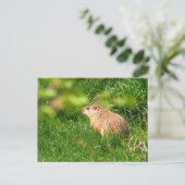 Woodchuck ~ briefkaart (Staand voorkant)