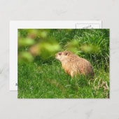 Woodchuck ~ briefkaart (Voorkant / Achterkant)