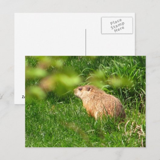 Woodchuck ~ briefkaart (Voorkant / Achterkant)