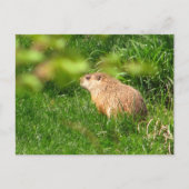 Woodchuck ~ briefkaart (Voorkant)