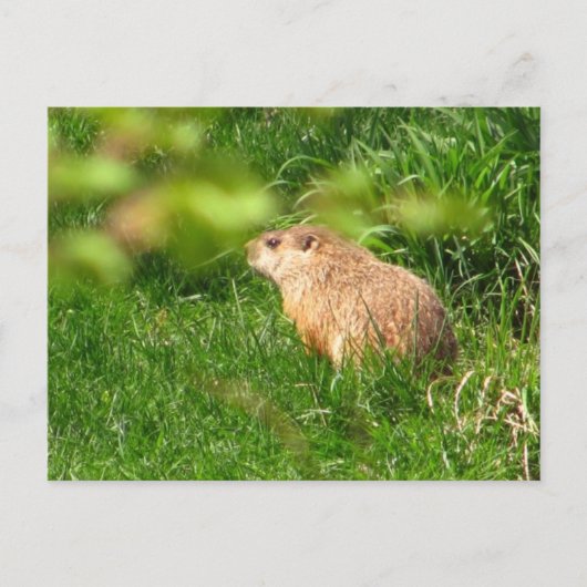 Woodchuck ~ briefkaart (Voorkant)