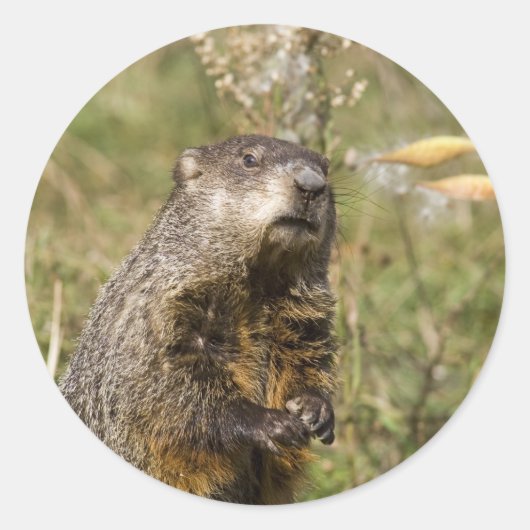 Woodchuck Ronde Sticker (Voorkant)
