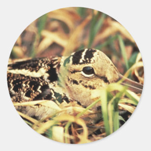 Woodcock op Nest Ronde Sticker