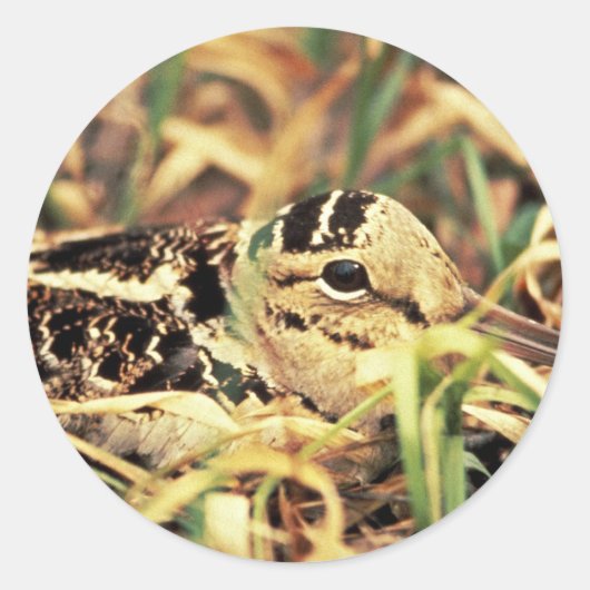 Woodcock op Nest Ronde Sticker (Voorkant)