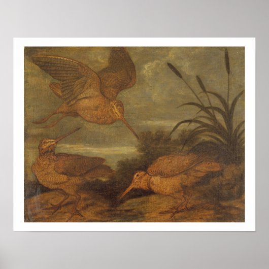 Woodcock te Dusk, c.1676 (olie op canvas) Poster (Voorkant)