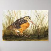 Woodcock (Timberdoodle) Poster (Voorkant)