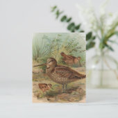 "Woodcock"  vogelillustratie Briefkaart (Staand voorkant)