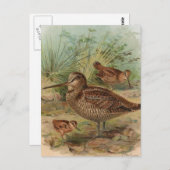 "Woodcock"  vogelillustratie Briefkaart (Voorkant / Achterkant)